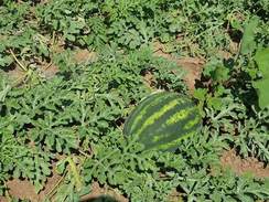 Е-48 F1 семена арбуза (Takii / Таки)