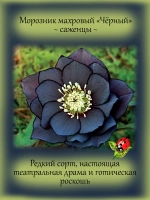 Морозник Черный махровый