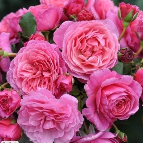 Абдиэль (Abdiel)