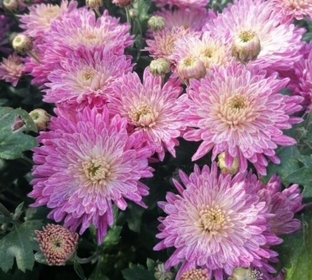 Хризантема корейская Сюзанна розе