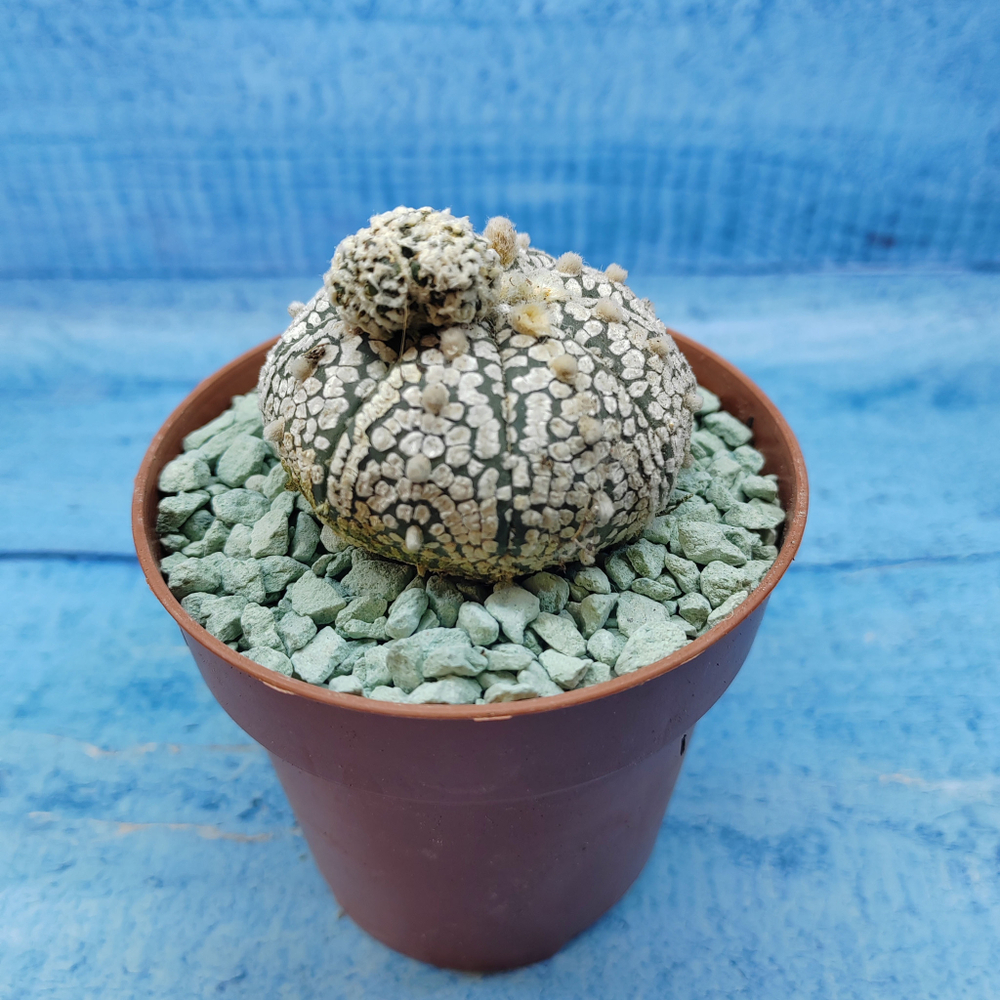 Astrophytum Asterias "Super Kabuto" (Астрофитум)
