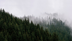 Коллекция Лес