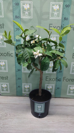Cedro Maxima