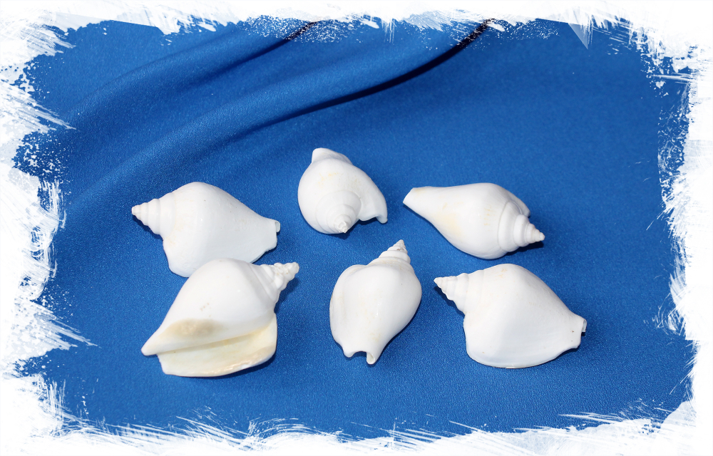 Белые морские ракушки для декора