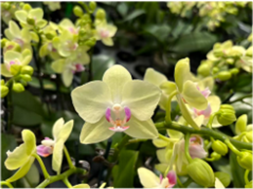 Фаленопсис желтый д.9