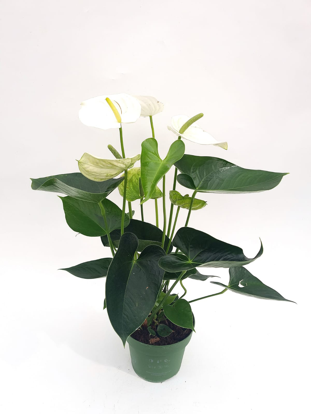 Антуриум (мужское счастье)