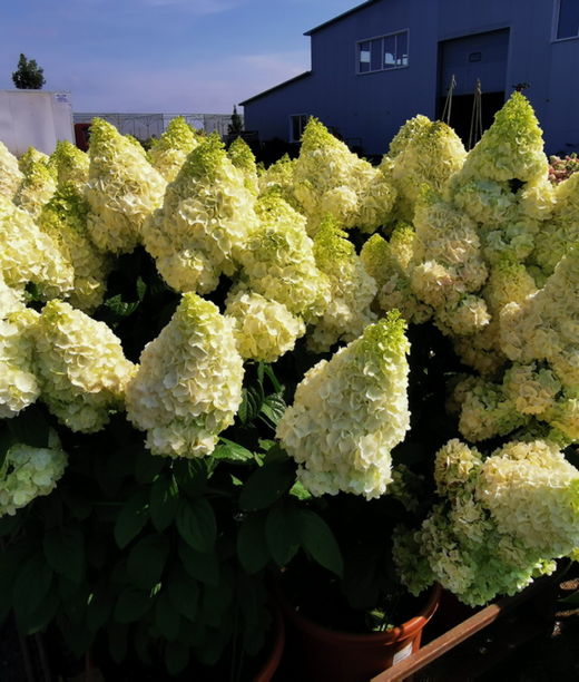 Гортензия метельчатая Меджикал Килиманджаро (7/8 веток) Закупка М59 апрель 2026