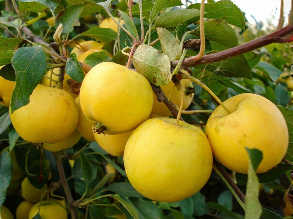 Саженец яблони «Алтайское Янтарное» (Летняя, Медовая)