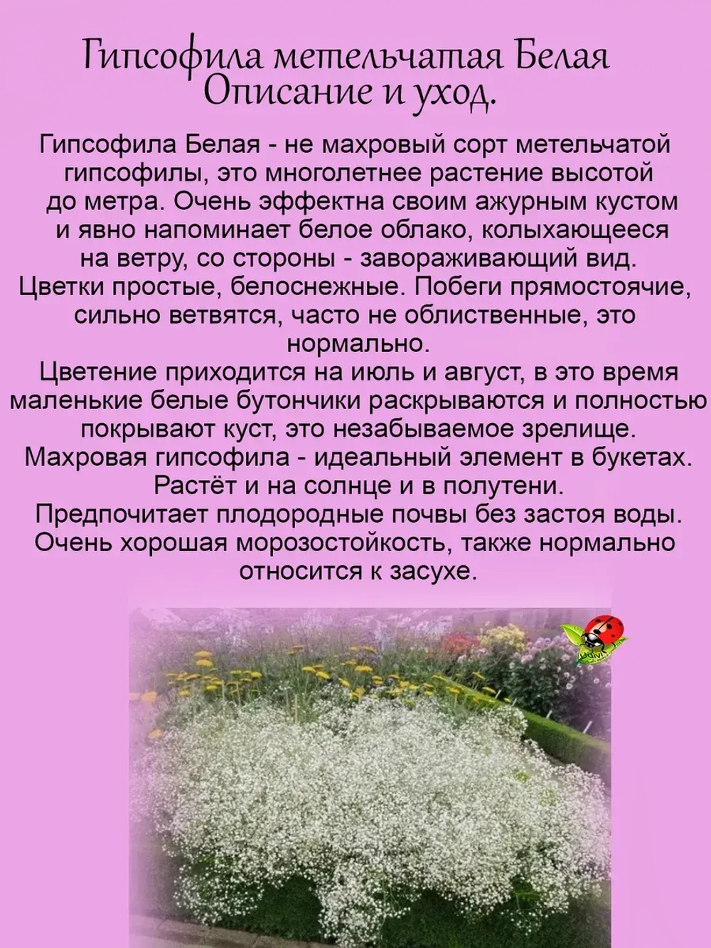 Гипсофила белая метельчатая не махровая