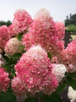 Гортензия метельчатая Пинки Промис