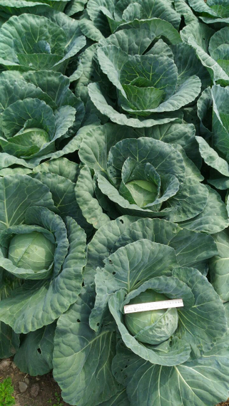 БУХАРЕСТ F1 семена капусты белокочанной (Seminis | Alexagro) – фото 3