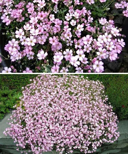 Гипсофила метельчатая Пинк Фестиваль С2 Закупка М39 июнь 2026
