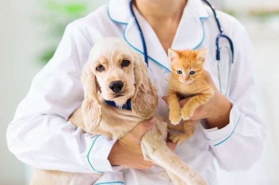 Домашние питомцы не являются источником заражения коронавирусом