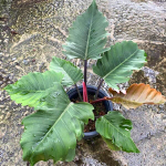 Филодендрон PIN NAK