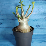 Adenium Baobab (Адениум)