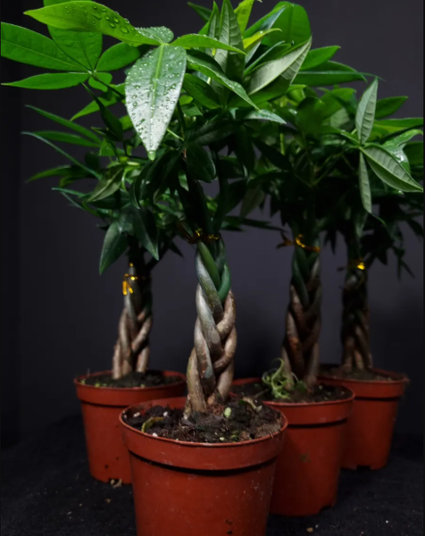 Пахира: тропическое чудо для дома