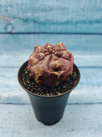 Gymnocalycium Daydream (Гимнокалициум)
