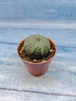 Euphoria Obesa (Эуфорбия)