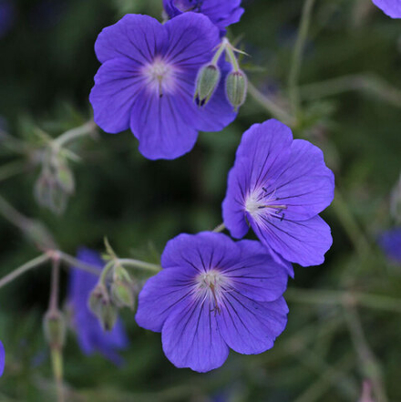 Герань "Orion". Geranium "Orion".