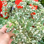 Полисциас – Polyscias spp