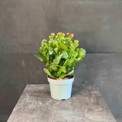 Каланхоэ Блоссфельда (Kalanchoe blossfeldiana) красное