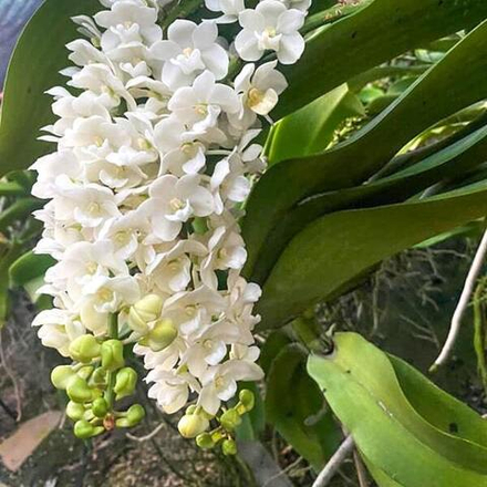 Ринхостилис RHY 10-PHON CHIWA