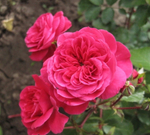 Роза флорибунда "Sangria"