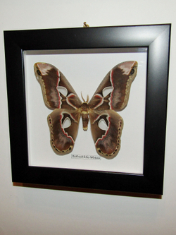 Бабочка Rothschildia lebeau в рамке