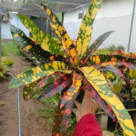 Кротон POLKADOT MERAH