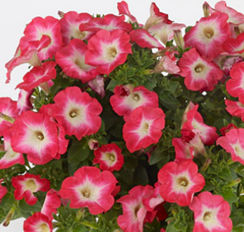 ЕВРО Петуния Surfinia Coral Morn укорененный черенок ОКС март Koh