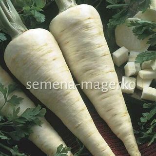 Петрушка корневая Пикантная 50 (грамм)