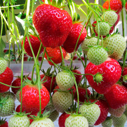 Земляника крупноплодная Сенсация (Сонсейшн)