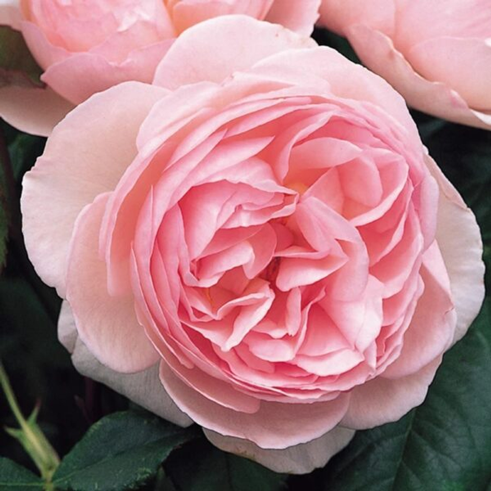 Роза английская душистая Херитейдж С6