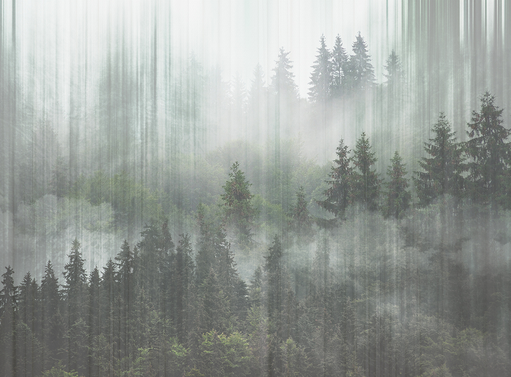 Коллекция FORESTA