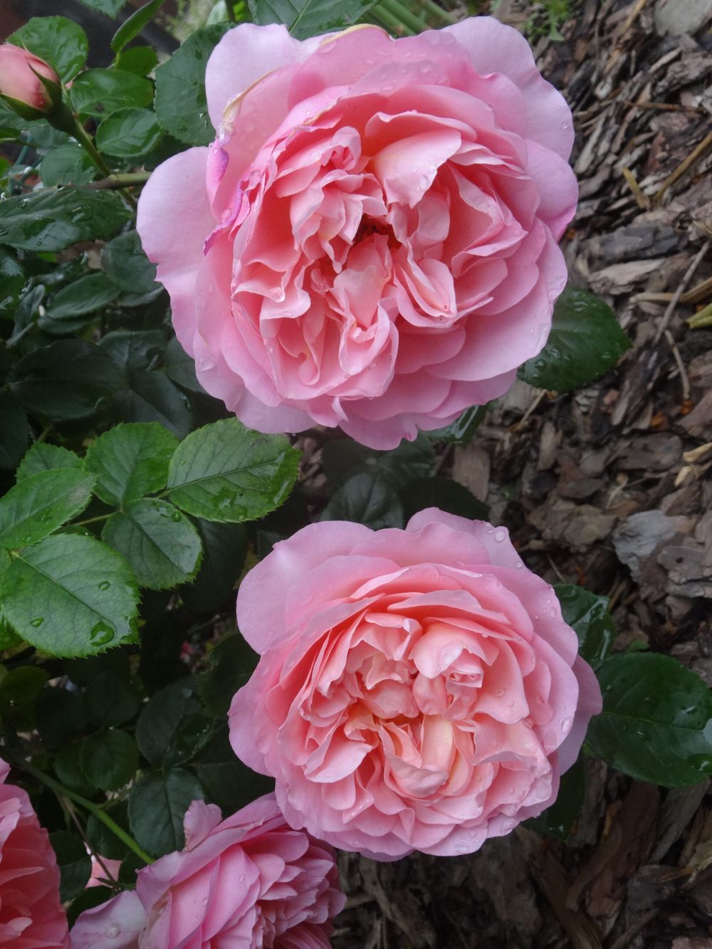 Мусилак (Musilac)