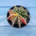 Gymnocalycium Variegata (Гимнокалициум Вариегатный)