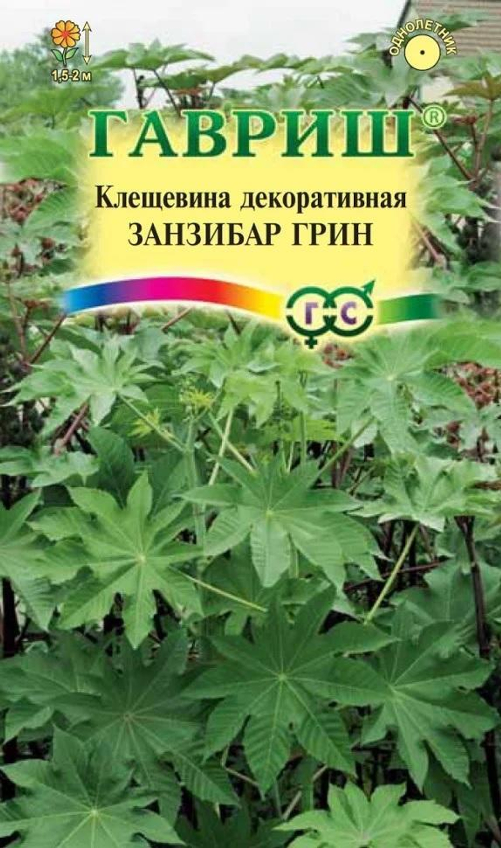 Клещевина Занзибар Грин 5шт DH Гавриш