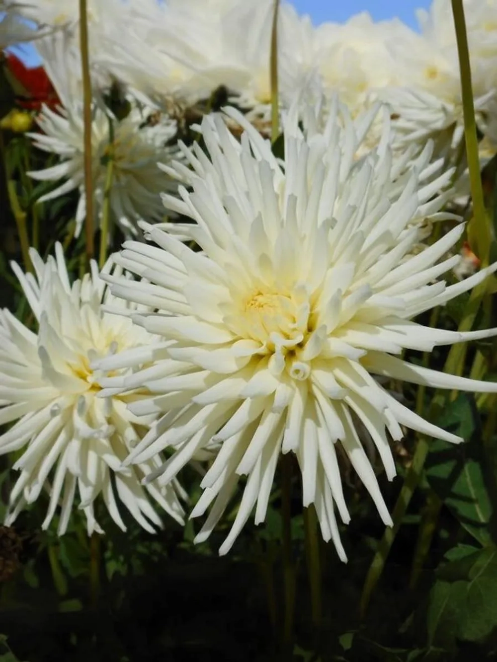 Георгин бордюрный Плая Бланка