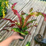 Кротон THA MUANG