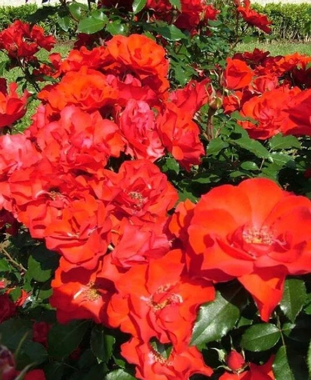 роза Ля Севильяно