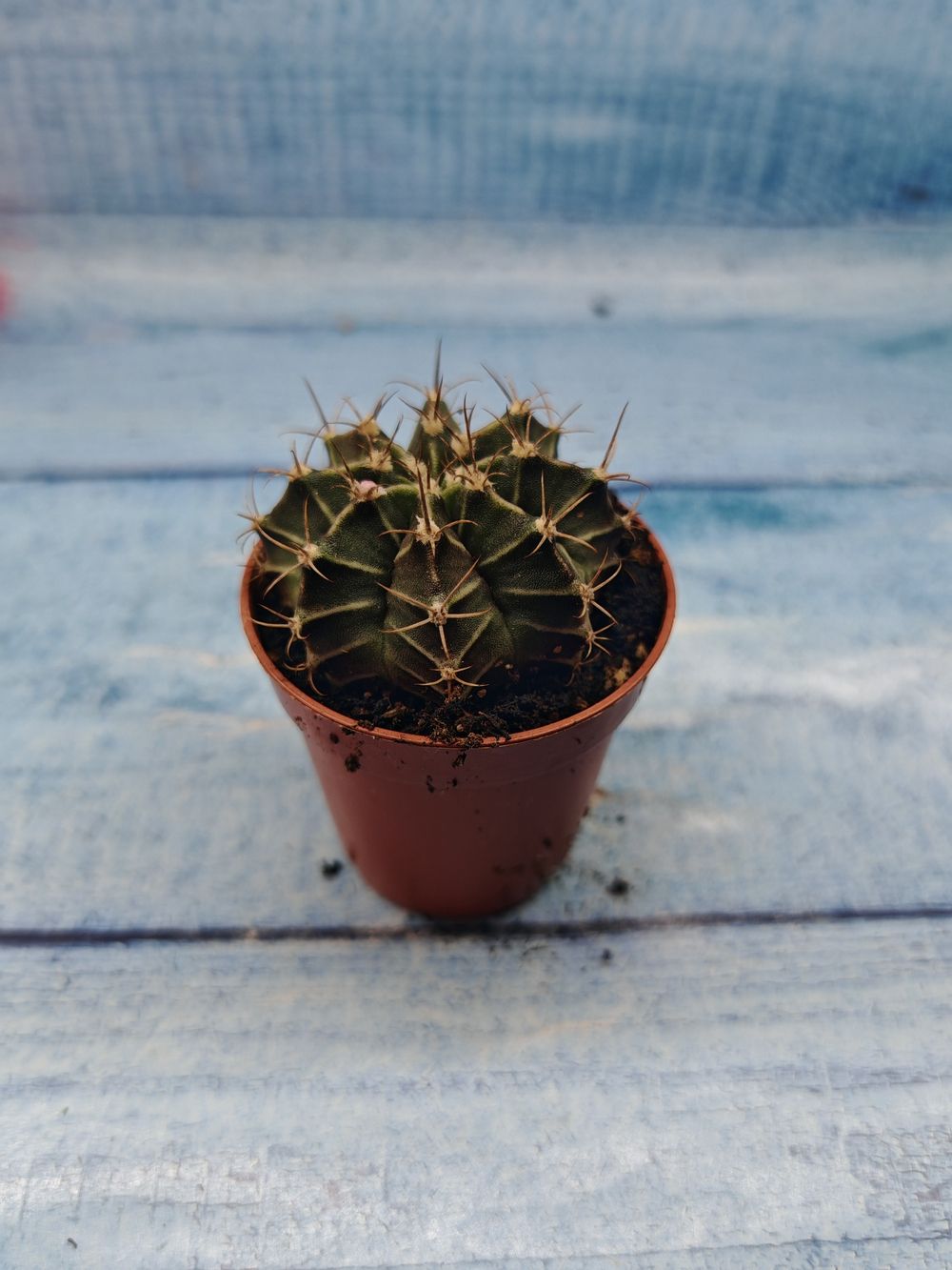 Gymnocalycium Friedrichii (Гимнокалициум)