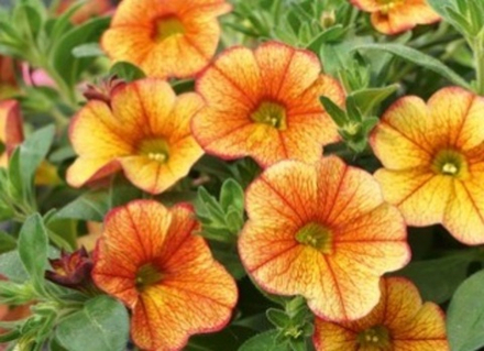 Calibrahoa Mini Famous Neo Red Yellow ОКС укорененный черенок. Под заказ, производство 4-5 недель