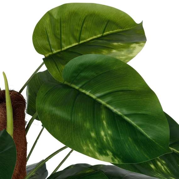 Диффенбахия высота 152 см