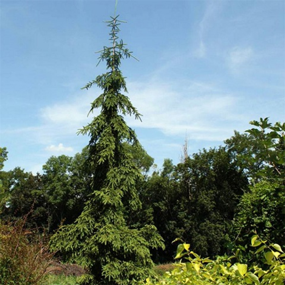 Ель обыкновенная Ротенхаус