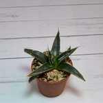 Agave Victoriae-Reginae (Агава)