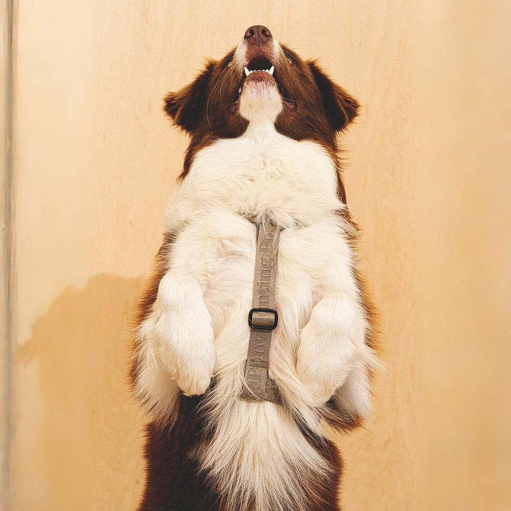 Шлейка «Пони-Компаньони» HuntingPony