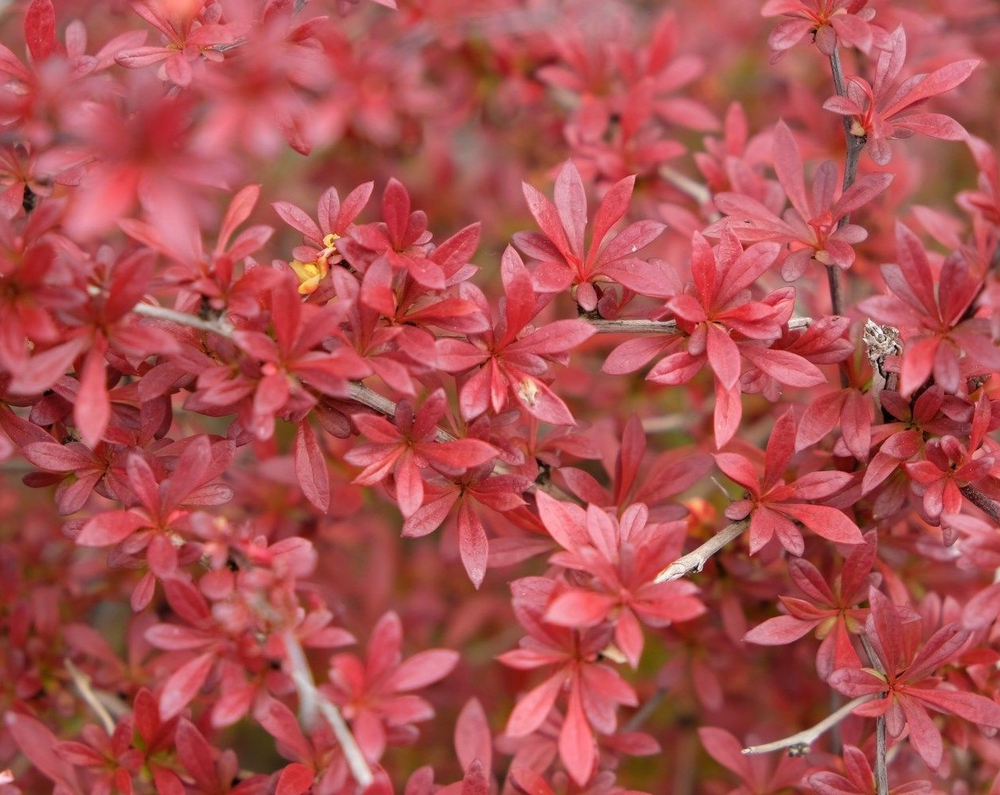 Барбарис Тунберга Оранж Дрим С3 Закупка М60 июнь 2026