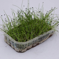 Семена для проращивания Лука-батуна Гульден (Гавриш)