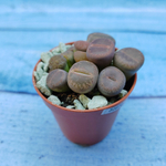 Lithops sp. (Литопсы)