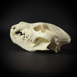 Череп бурой гиены